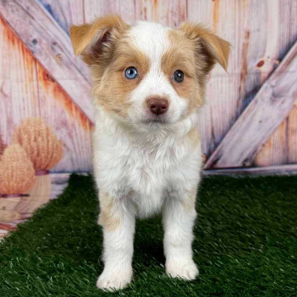 Toy Aussie Shepherd image