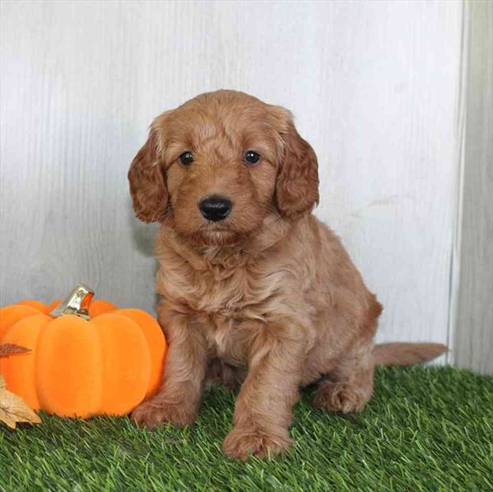 Mini Poodle-Mini Goldendoodle image