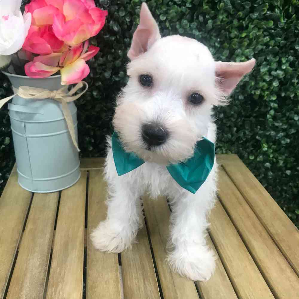 Schnauzer image