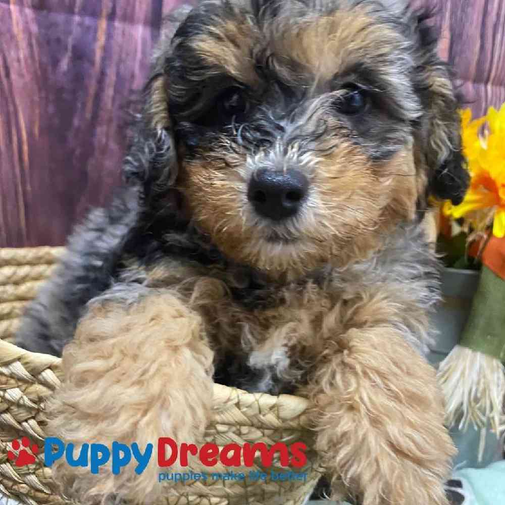 Female Bernadoodle Puppy for Sale in Little Rock, AR