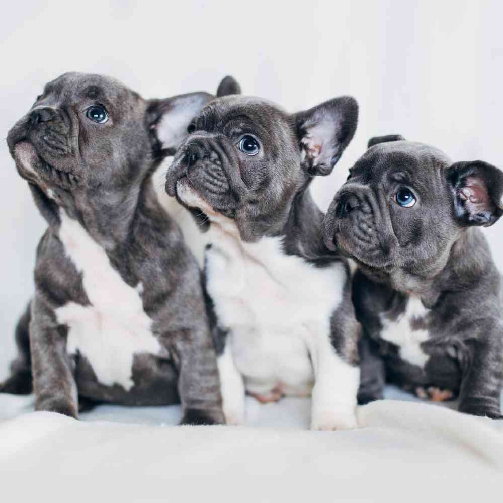 French Bulldog Puppies for Sale