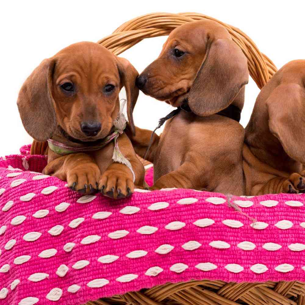 Dachshund Puppies for Sale