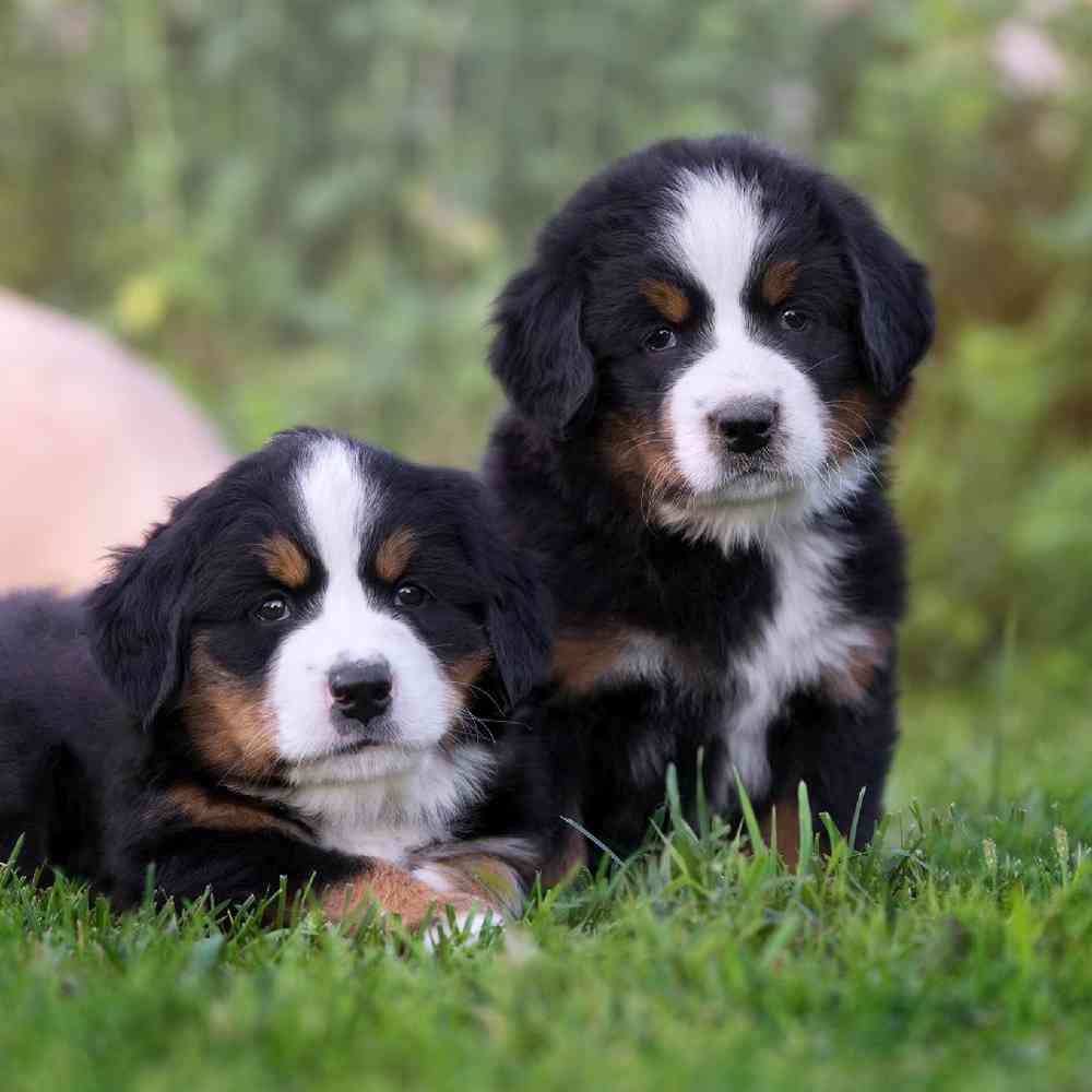 Bernese Mountain Dog image