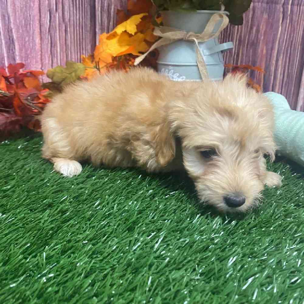 Female Doodle Puppy for Sale in Little Rock, AR