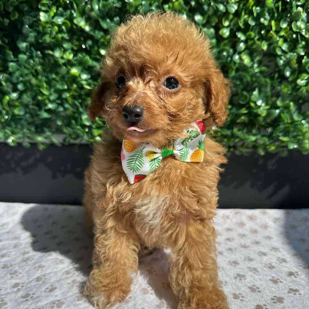 toy Poodle image