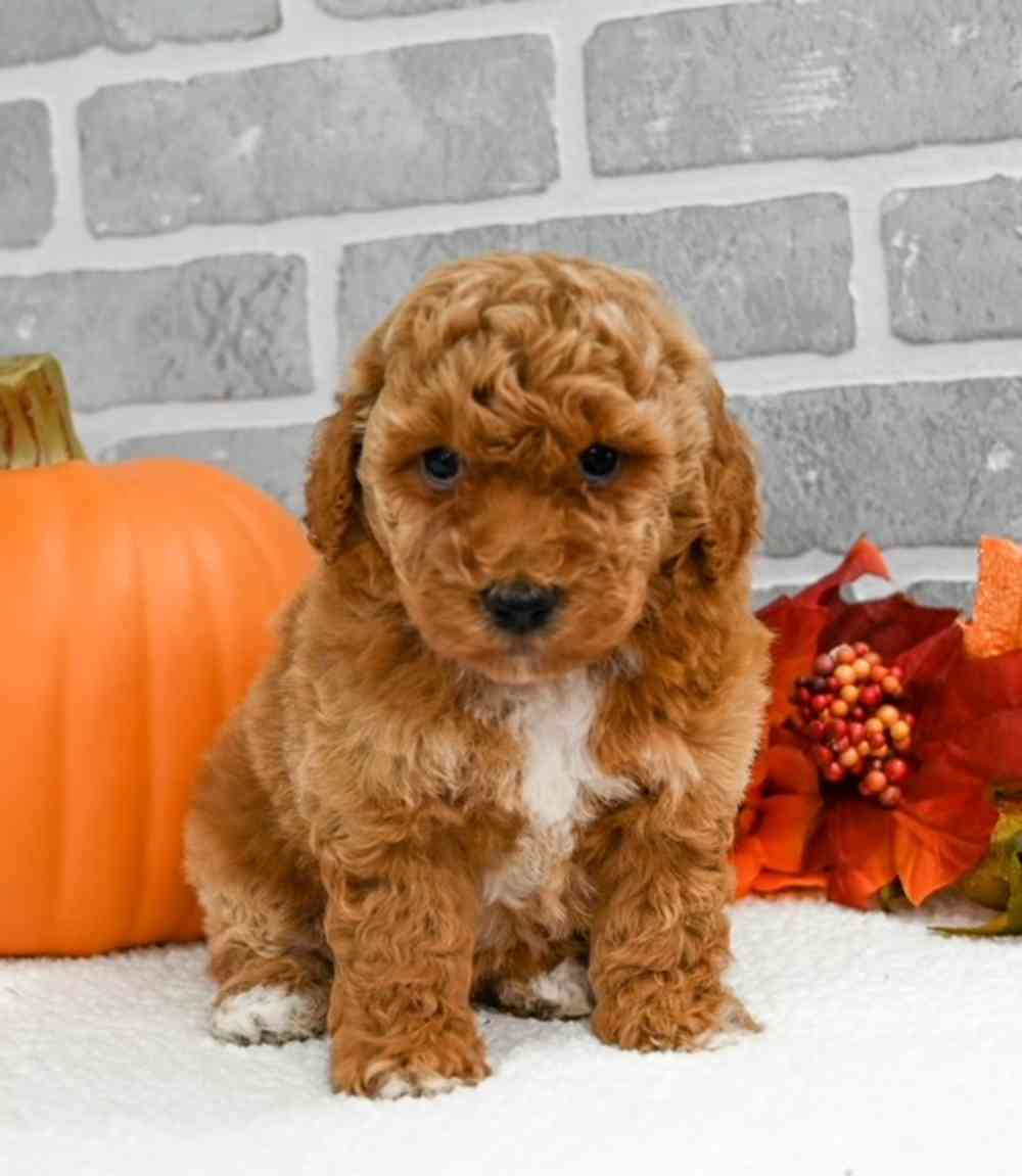 Mini Poodle-Maltese image