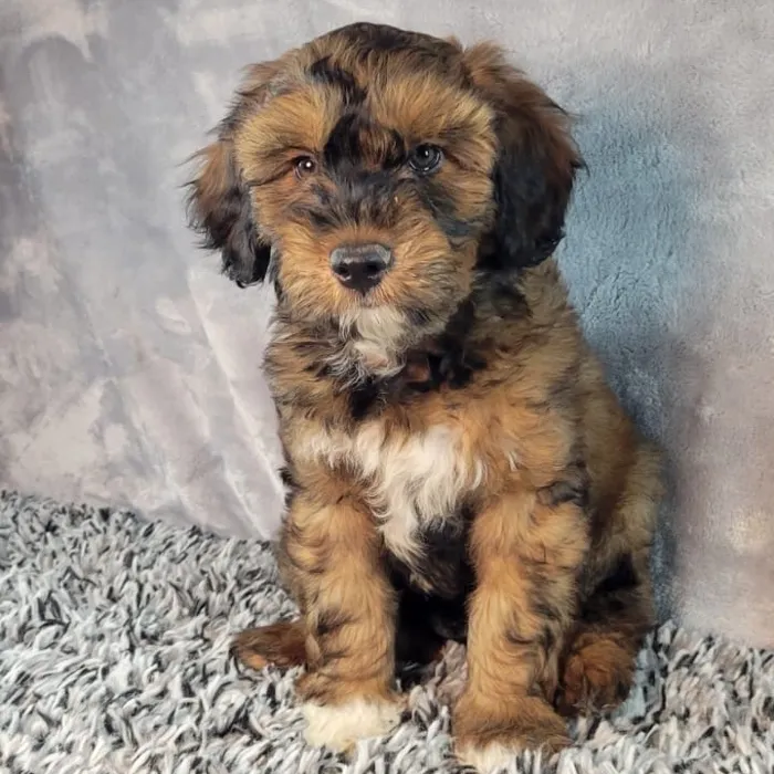 Mini Aussiedoodle image