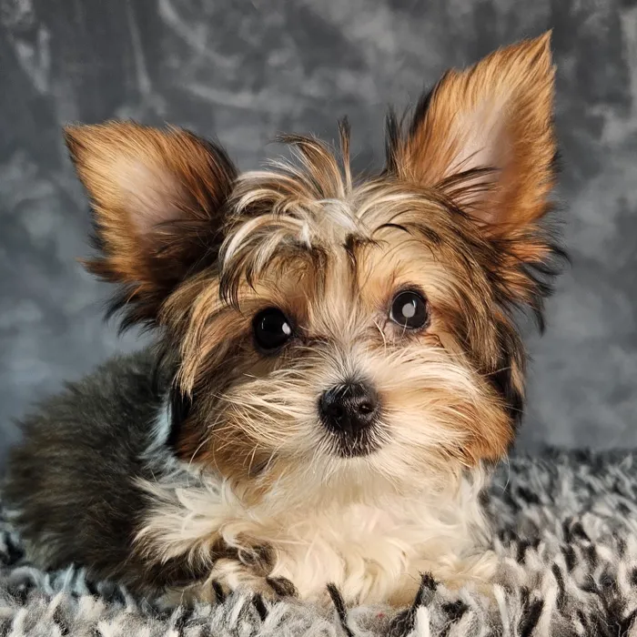 Parti Yorkie image