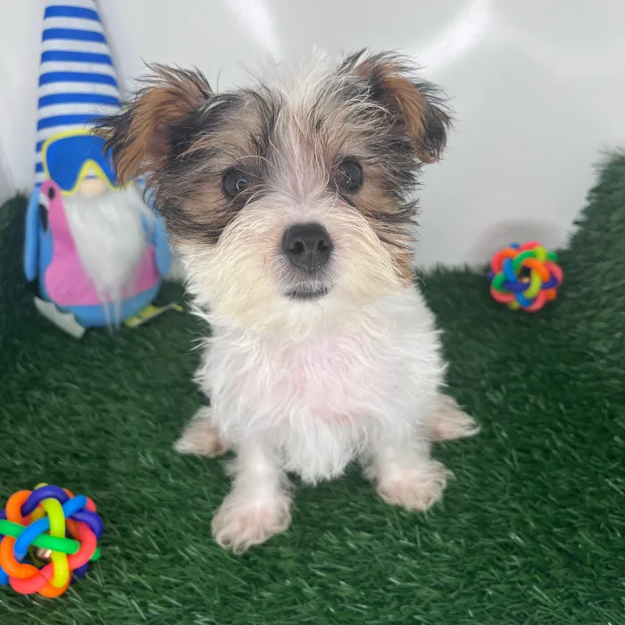 Parti Yorkie image