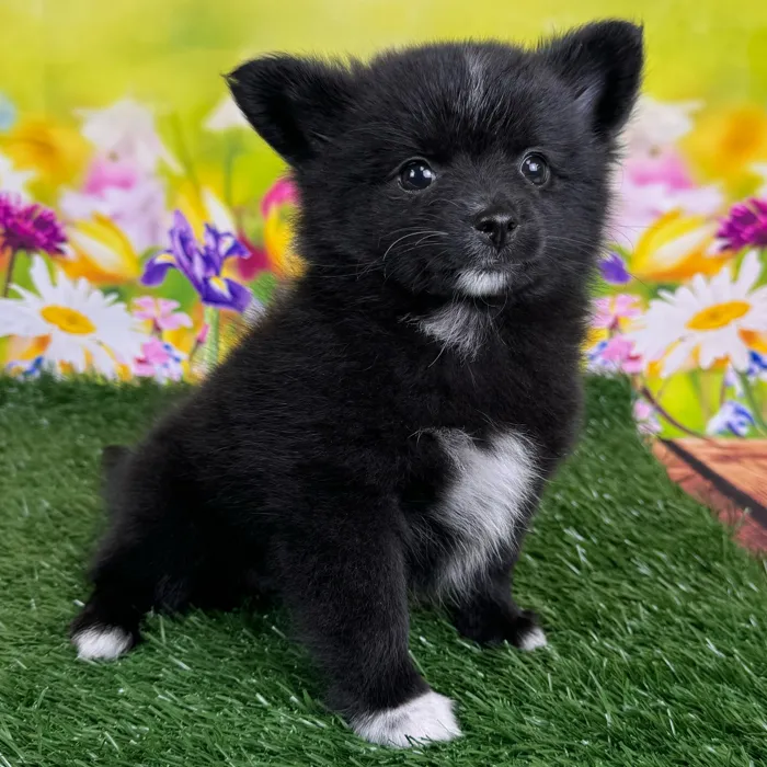 PomChi image