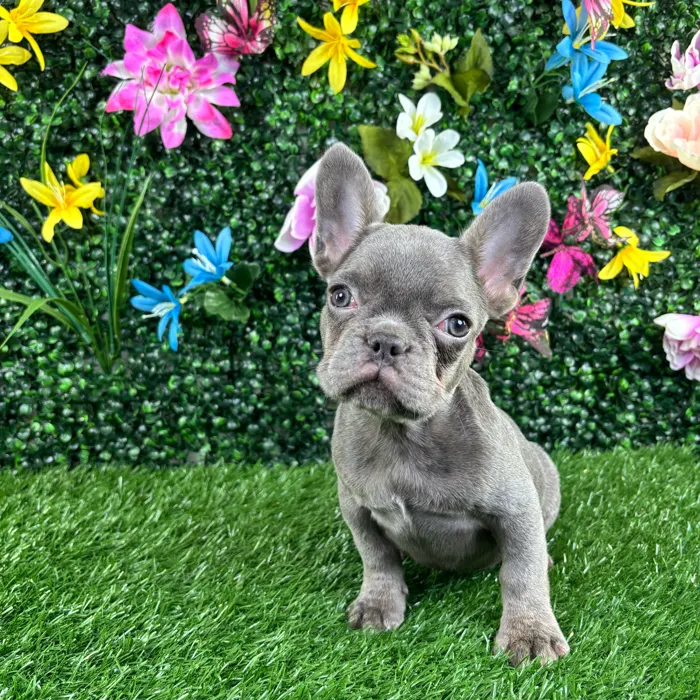 Female French Bulldog puppy named Macaron for sale at Puppy Dreams - Wichita West.