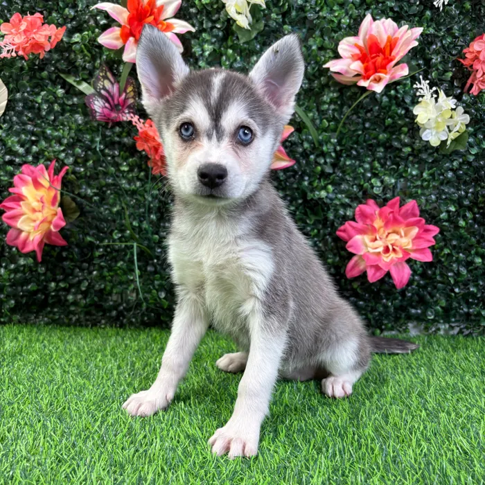 Female Alaskan Klee Kai puppy named Ash for sale at Puppy Dreams - Wichita West.