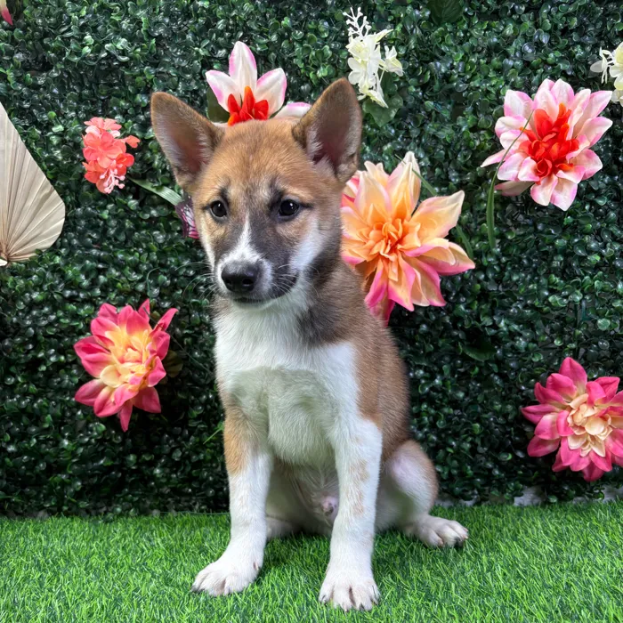 Male Shiba Inu puppy named Yoshi for sale at Puppy Dreams - Wichita West.