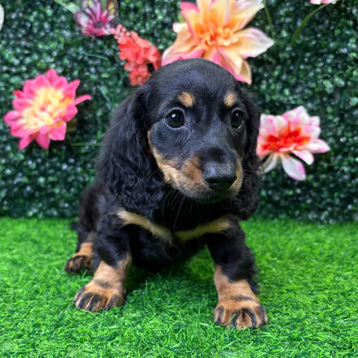 Female Dachshund puppy named Tiny for sale at Puppy Dreams - Junction City.