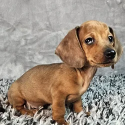 Male Dachshund puppy named Lloyd for sale at Puppy Dreams - Junction City.