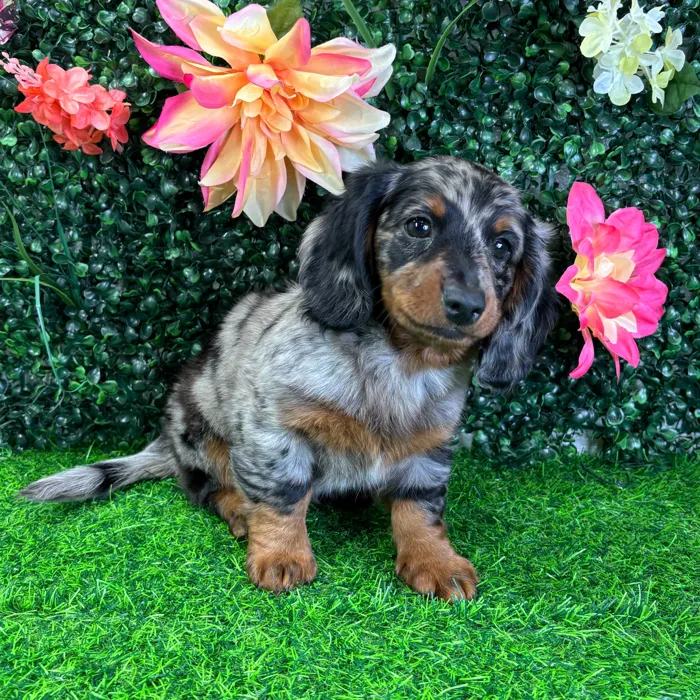 Male Dachshund puppy named Midnight for sale at Puppy Dreams - Wichita West.