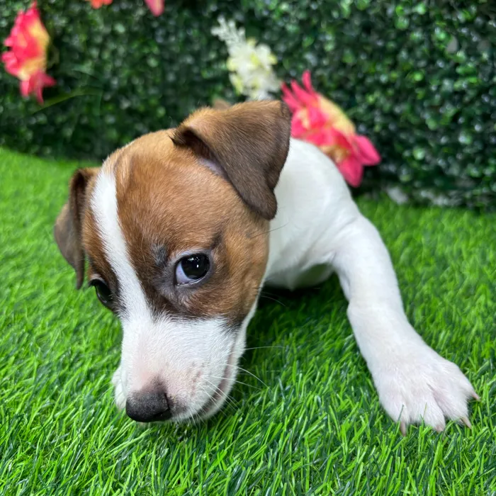 Male Jack Russell Terrier puppy named Otto for sale at Puppy Dreams - Wichita West.