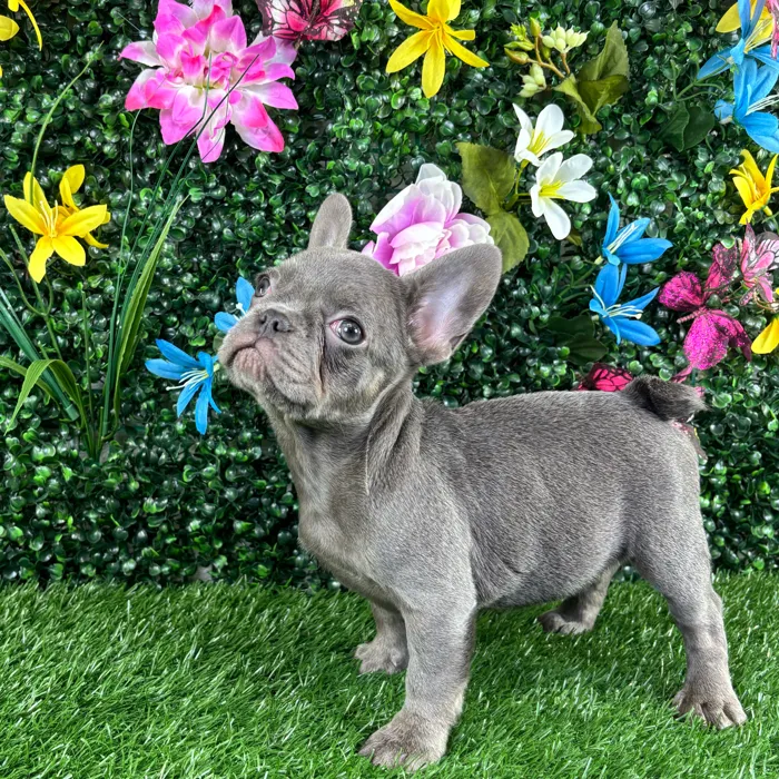 Female French Bulldog puppy named Macaron for sale at Puppy Dreams - Wichita West.