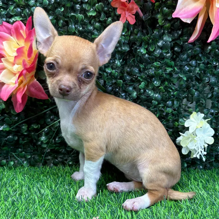 Female Chihuahua puppy named Meadow for sale at Puppy Dreams - Junction City.