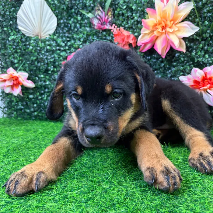 Male Rottweiler puppy named Chopper for sale at Puppy Dreams - Wichita West.