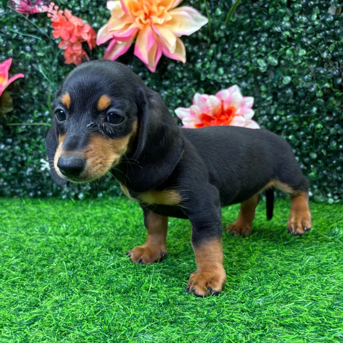 Female Dachshund puppy named Lola for sale at Puppy Dreams - Junction City.