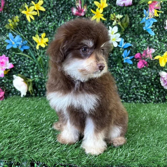 Female Pom-A-Poo puppy named Almond for sale at Puppy Dreams - Wichita West.