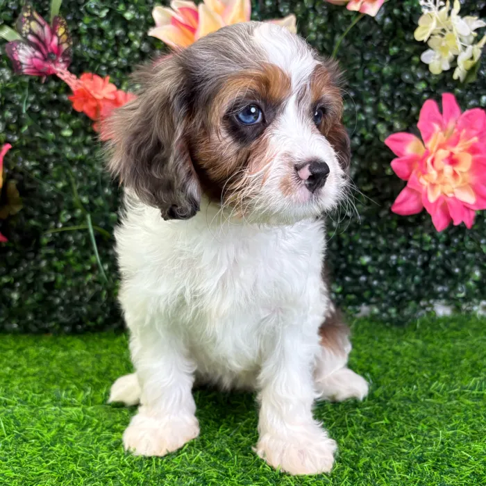 Female Cavapoo puppy named Char for sale at Puppy Dreams - Wichita West.