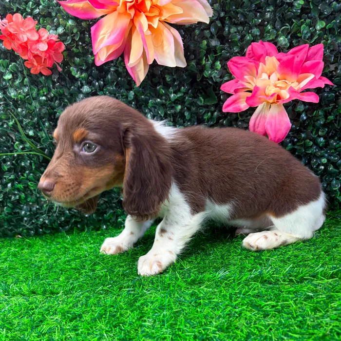 Male Dachshund puppy named Skeeter for sale at Puppy Dreams - Junction City.