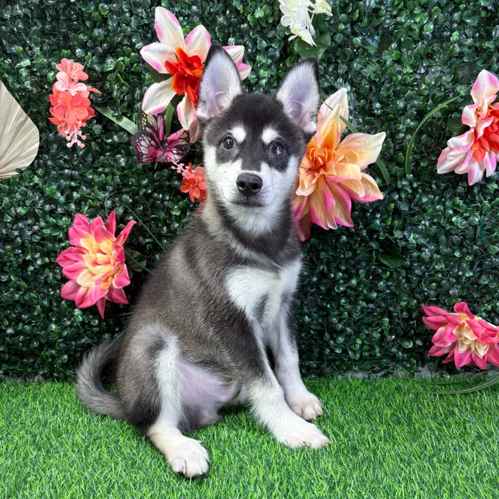 Male Alaskan Klee Kai puppy named Echo for sale at Puppy Dreams - Wichita West.