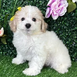 Male Bichon-Poodle puppy named Gouda for sale at Puppy Dreams - Wichita West.