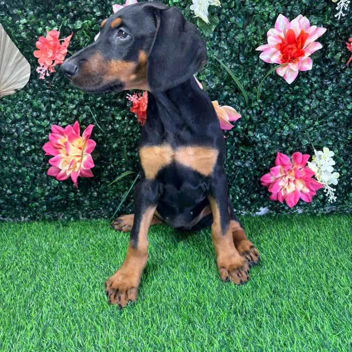 Female Doberman Pinscher puppy named Hazel for sale at Puppy Dreams - Wichita West.