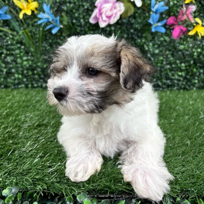 Male Morkie puppy named Coconut for sale at Puppy Dreams - Wichita West.