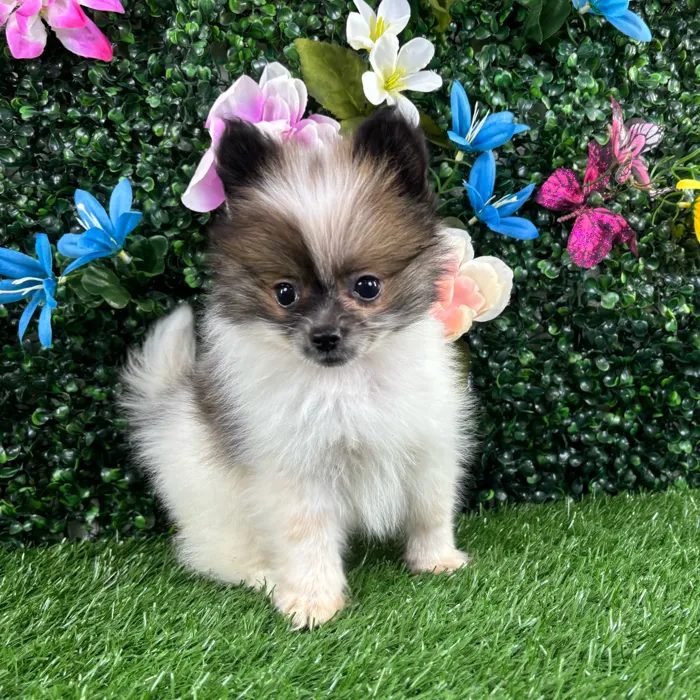 Male Pomeranian puppy named Tofu for sale at Puppy Dreams - Wichita West.