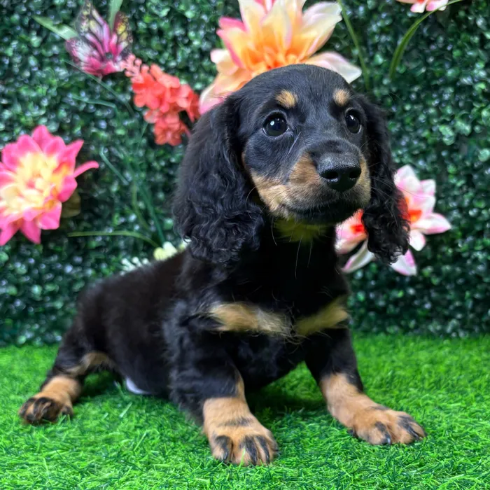 Female Dachshund puppy named Tiny for sale at Puppy Dreams - Junction City.