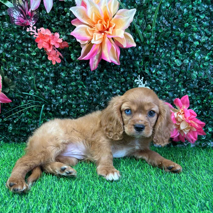 Female Cavalier King Charles Spaniel puppy named Lady for sale at Puppy Dreams - Wichita West.