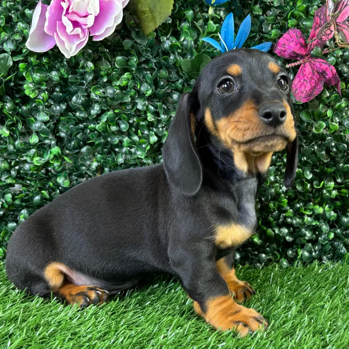 Male Dachshund puppy named Quesadilla for sale at Puppy Dreams - Wichita West.