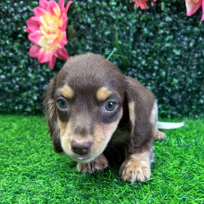 Female Dachshund puppy named Coco for sale at Puppy Dreams - Wichita West.