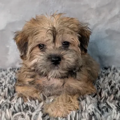 Female Morkie puppy named Kiara for sale at Puppy Dreams - Junction City.
