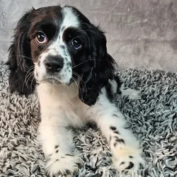 Female Cocker Spaniel puppy named Beulah for sale at Puppy Dreams - Junction City.
