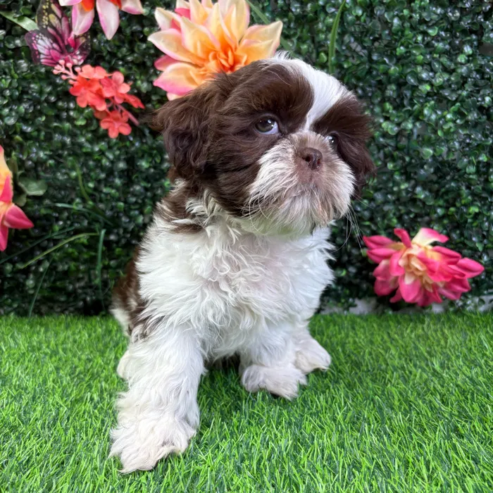 Male Shih Tzu puppy named Yoda for sale at Puppy Dreams - Wichita West.