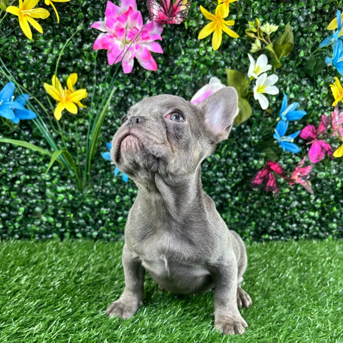 Female French Bulldog puppy named Macaron for sale at Puppy Dreams - Wichita West.