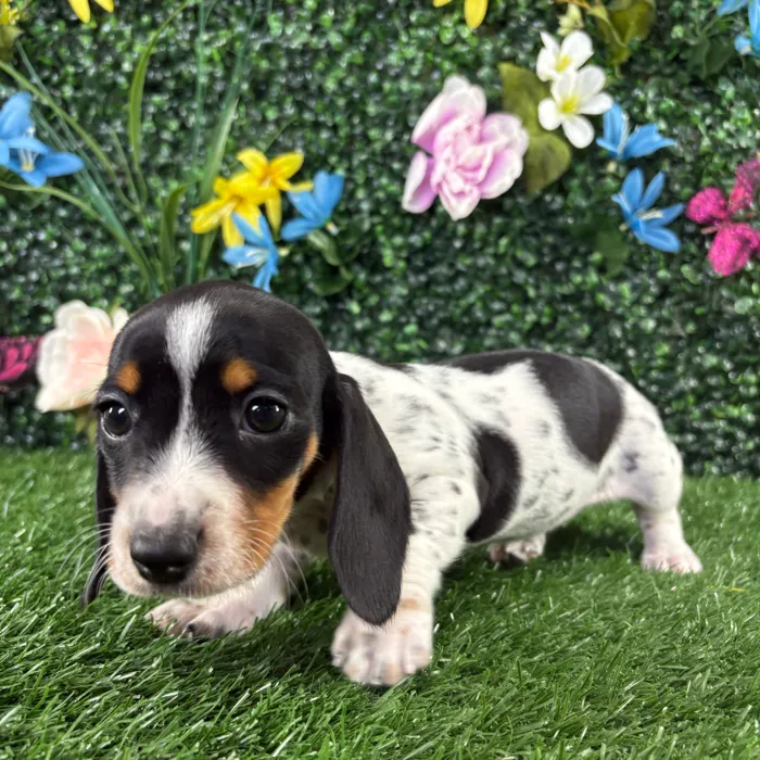 Female Dachshund puppy named Bellgrande for sale at Puppy Dreams - Wichita West.