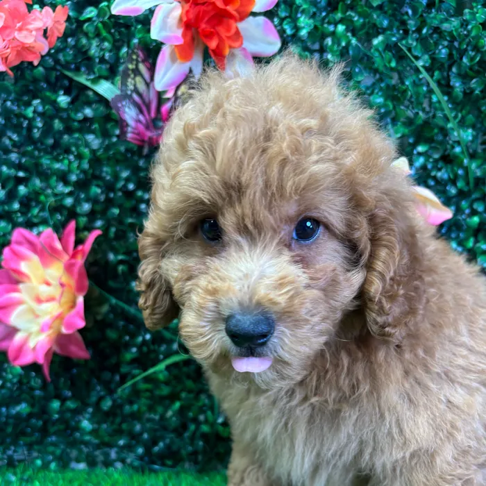 Male Mini Goldendoodle puppy named Max for sale at Puppy Dreams - Wichita West.