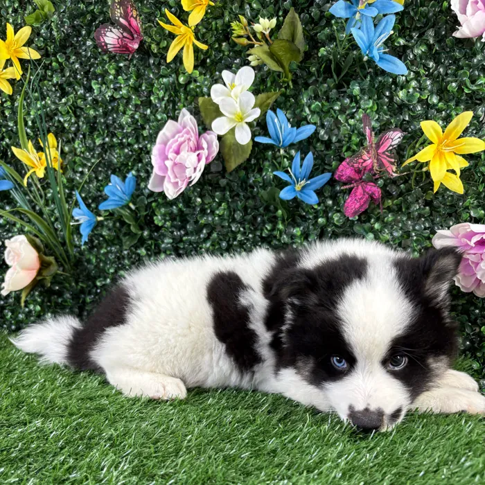 Male Alaskan Klee Kai puppy named Squash for sale at Puppy Dreams - Wichita West.