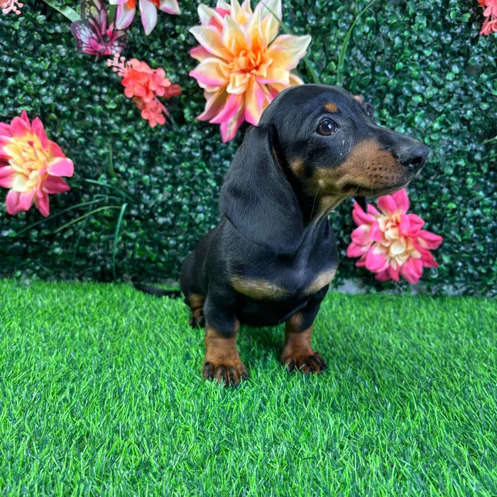 Female Dachshund puppy named Brandy for sale at Puppy Dreams - Wichita West.