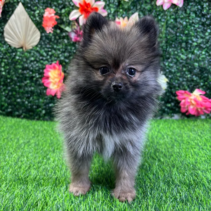 Female Pomeranian puppy named Mika for sale at Puppy Dreams - Wichita West.