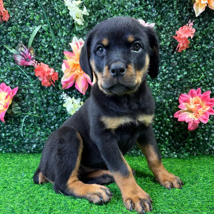Female Rottweiler puppy named Harley for sale at Puppy Dreams - Junction City.