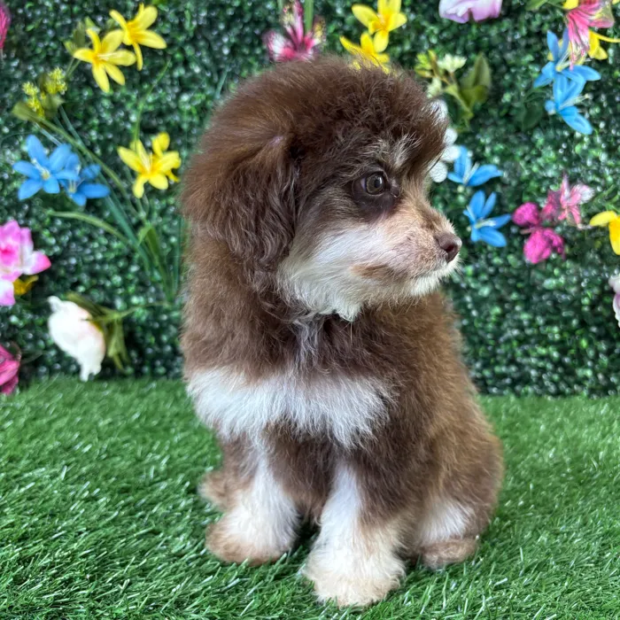 Female Pom-A-Poo puppy named Almond for sale at Puppy Dreams - Wichita West.