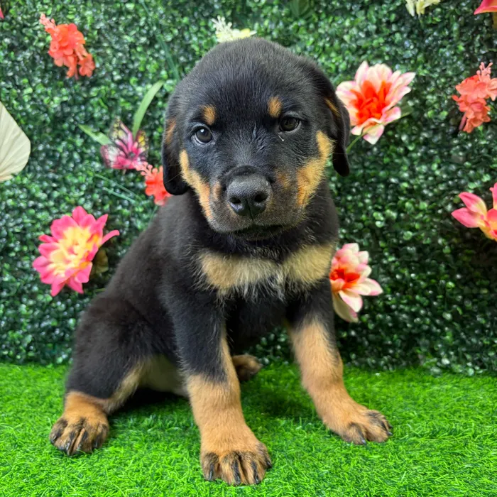Male Rottweiler puppy named Chopper for sale at Puppy Dreams - Wichita West.