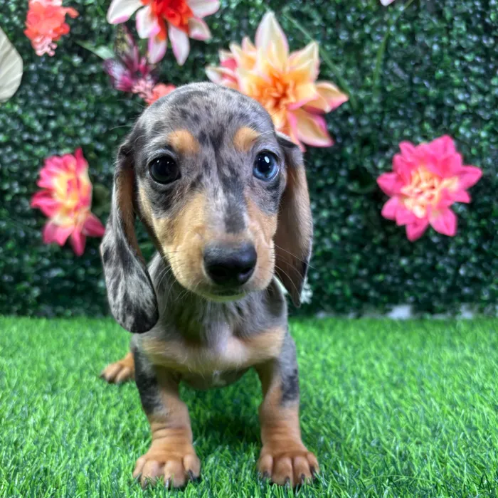 Female Dachshund puppy named Josie for sale at Puppy Dreams - Wichita West.